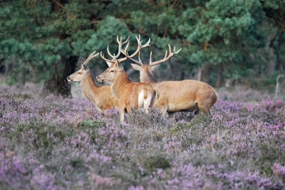 Deze foto is genomen op de wildbaan op de Veluwe 
Wij waren er voor het eerst en het was een succes