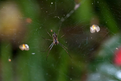 Tussen de bloemen in de tuin hebben hangmatspinnetjes hun web geweven. Ze zijn piepklein, <5 mm. Ter vergelijking een  zaadje van een zachte berk. Twee avonden en een acculading later kwam deze foto als beste uit de bus. Door te flitsen werd het web ook zichtbaar.