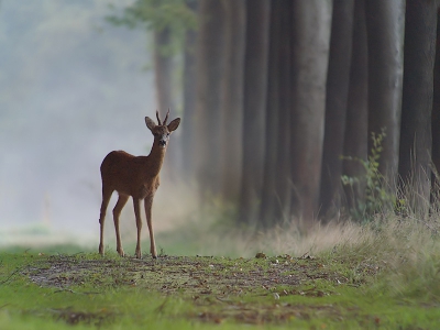 's Morgens vroeg rond 06.00 uur post gevat in een dreef waar ik al eerder ree�n had gezien.  Het was nog vrij donker en de mist afkomstig van een achterliggend veengebiedje dwarrelde tussen de bomen.  Statief zo laag mogelijk zodat ook ik zo laag mogelijk kon blijven.  Na ongeveer een uurtje verschenen schimmen in de mist.  Deze reebok waagde zich iets dichterbij zodat hij net uit de mist kwam.