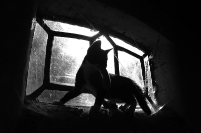 Ik zag hier afgelopen week een foto van een kat met muis en het beeld sprak me erg aan omdat het hier thuis ook regelmatig voorkomt. Gister deze foto gemaakt waarbij onze jonge kat de veldmuis van de moeder kreeg en ermee de schuur in rende. Het maken van een foto viel niet mee want hij vluchtte telkens met zijn prooi. Totdat hij via de houtstapel in het stalraam kwam te staan en even bleef staan. Eindelijk een foto. Vind het zelf leuk dat dit vaak een kerkuil met muis setting is.....