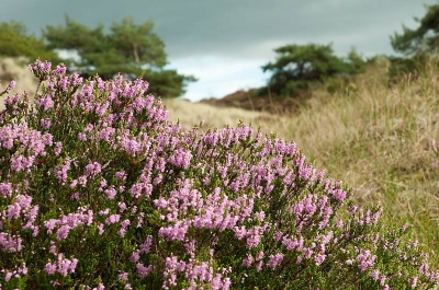 En dan zie je die mooie heide in bloei staan en dan is het best wel lastig om er iets aardigs van te maken. Vind dit wel aardig omdat je achter de heide, het duinlandschap nog goed kunt herkennen.