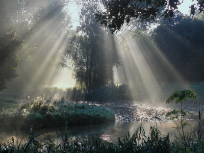 Vroeg in de morgen was  er mist aan de grond. Door het Schollebos gefietst en dit zag er mooi uit, Gewacht tot  de stralen van de zon er door kwamen en genomen. Zelf vind ik het groen van het gras in het midden wat onnatuurlijk overkomen. Ik heb er nog meer daar gemaakt en iets verder en overal was het dezelfde kleur. Misschien door de lichtval? Daarom heb ik hem zwart-wit gemaakt.