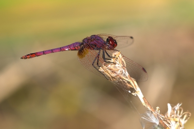 Dit is voor mij ( Mira ) één van de mooiste libellen die ik gefotografeerd heb de laatste jaren. Maar dat is mijn mening hoor... we waren in Extremadura op de plek van de Purperkoeten toen we er een paar zagen rondvliegen. Gelukkig bleef dit exemplaar lang genoeg zitten voor een plaatje.