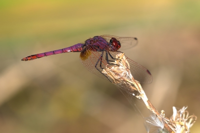 Dit is voor mij ( Mira ) n van de mooiste libellen die ik gefotografeerd heb de laatste jaren. Maar dat is mijn mening hoor... we waren in Extremadura op de plek van de Purperkoeten toen we er een paar zagen rondvliegen. Gelukkig bleef dit exemplaar lang genoeg zitten voor een plaatje.