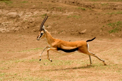 We zagen deze Gazelle in eerste instantie rustig staan. Op het moment dat een Leeuwin in zijn richting kwam. Rende deze Gazalle met een enorme vaart langs onze Jeep. Ik heb daarvan een paar foto's kunnen maken. Ik heb gelezen dat ze wel snelheden van 80 km per uur kunnen halen.