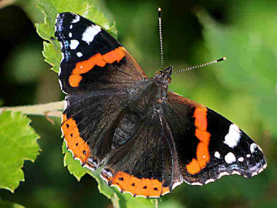 Deze foto is uit de hand gemaakt tijdens een wandeling in het veen/natuurgebied van Barger-Oosterveld/Emmen