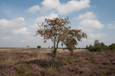 Een (oude) foto uit het "archief" welke zeer karakteristiek is voor het prachtige gebied.