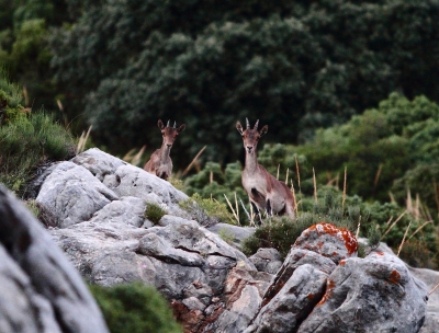 De laatste avond van mijn verblijf in Spanje ben ik nog eens teruggegaan naar de plek waar ik de Steenbokken heb gezien. En inderdaad duurde het niet lang voordat ik geluk had. Dit keer niet de hele familie maar een moeder met haar kalfje. Ik had de 70-200 F2.8 van mijn vriendin bij me omdat het al aan het schemeren was maar ondanks dat heb ik toch met een hoge ISO-waarde moeten werken. Deze twee hebben ons de hele wandeling op enige afstand (lees: hoogte) gevolgd.