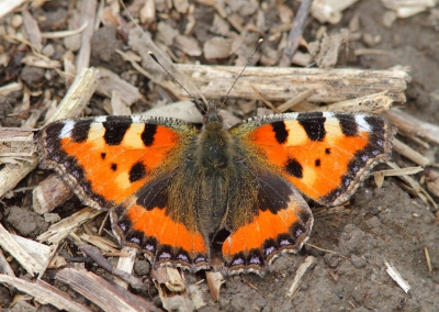 Deze kleine vos zat te zonnen in de uiterwaarde van Rhenen en liet zich niet storen door mij en mijn camera.