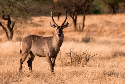 Vanuit de Landrover Jeep tijdens onze safari deze opname gemaakt. Deze Waterbok heeft als het ware een wc bril op z'n achterste. De witte rand in de vorm van wc bril is kenmerkend voor deze soort in deze regio. Andere soorten hebben helemaal een wit gat!