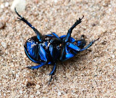 langs een heideveld op een paadje. Was aan het wordteln om weer om te draairen. Oospronkelijke kleur!!