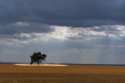 Heel opmerkelijk vond ik ( Mira ) dit rondje om de boom. Vlak voor een onweersbui piept de zon nog door de wolken.