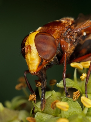Deze hoornaarzweefvlieg verbleef vanmiddag een poosje in onze tuin.
Opname gemaakt met 100mm macro + 32mm tussenring.