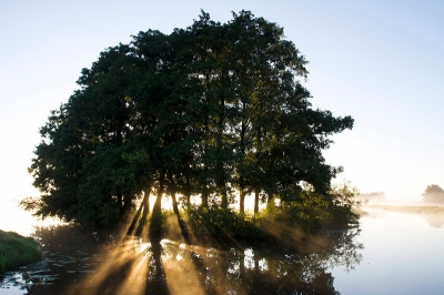 Deze foto laat heel wat meer zien dan de vorige, hier zie goed hoe die zonnestralen langs de stammen van de bomen gaan. het was die ochtend mooi mistig op het moment dat ik deze foto maakte was de mist al aan het oplossen.