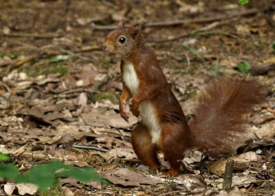 Deze eekhoorn kwam zo af en toe buurten bij ons vakantiehuisje.Als hij de sluiter hoorde was hij meteen weer weg.