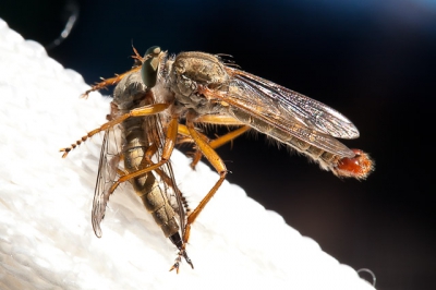 Tijdens een zonnige dag tijdens onze vakantie zat deze roofvlieg op de hangmat met zijn prooi. Is het een soortgenoot? Het achterlijf is anders. 
Vanwege de plek op de hangmat was de roofvlieg lastig te benaderen.