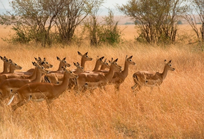 Tijdens ons bezoek aan de Masai Mara kwamen wij deze groep vrouwtjes tegen. Ze bleven allemaal stokstijf staan. Onze gids verteld dat een roofdier in de buurt moet zijn! Later zagen wij inderdaad een Jakhals uit het hoge gras te voorschijn komen.