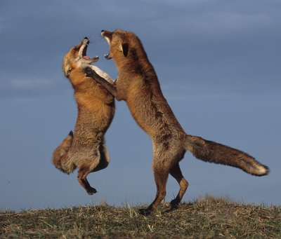 Vulpes vulpes / Vos / Red Fox Vulpes vulpes / Vos / Red Fox