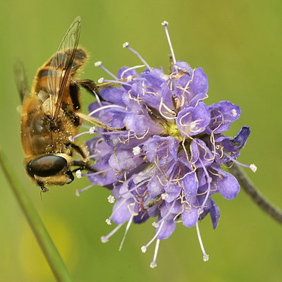 Op de Blauweknoop waren met het sombere weer nog enkle insecten aktief. Ik veronderstel dat dit een zweefvlieg is, zo ja welke dan?