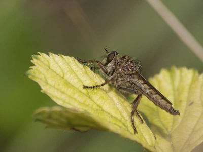 Om de verveling bij het wachten op slangenarend wat te doden ben ik maar wat insecten gaan fotograferen. Deze eikenroofvlieg zat op een blad in het gras dus even plat op de buik.
