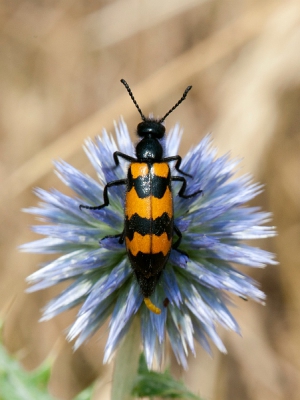 Op bijna iedere distel zat wel zo'n beweeglijk kevertje waarvan ik na het nodige gegoogle geen nederlandse naam heb kunnen vinden. De reden daarvan is misschien niet zo vreemd want ze komen volgens mijn insectengids ook niet in Belgie en Nederland voor. Maar ja, ijsberen ook niet.