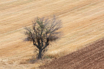 Deze eenzame boom staat in een Zuid-Frans graanveld, het mooie van de Franse is dat die  veel meer met bomen hebben dan wij. In Nederland was een boom in een landbouw gebied in de meeste gevallen allang omgezaagd.