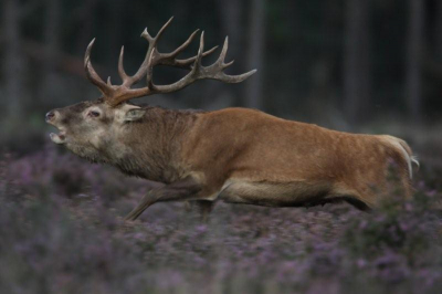 Eerste foto nederpix , plaatshert  verjaagd een spitser.