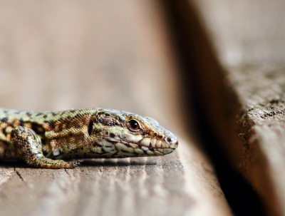 Eigenlijk zat deze muurhagedis met de snuit naar boven op het kippenhok maar na bewerking vond ik hem beter uit de verf komen als liggende foto. Misschien een beetje geschiedvervalsing maar het oog wil ook wat toch?