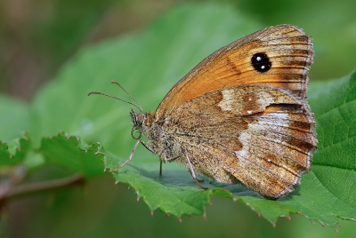 Eentje van vorig jaar, ondanks het scheurtje in zijn vleugel toch een mooi exemplaar. Gemaakt uit de hand, want toen had ik nog geen eenpootstatief, kleine crop voor de compositie.