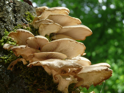 Opname tijdens fotoworkshop bij Hierdense Beek, er waren in dat voorjaar al veel zwammen te zien