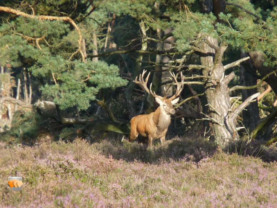 Hij kwam alleen en maar kort even kijken,maar heb toch een paar mooie plaatjes kunnen schieten.
Ben een beginner met compactcamera Panasonic LUMIX DMC FZ8.
Hoop van commentaar te leren