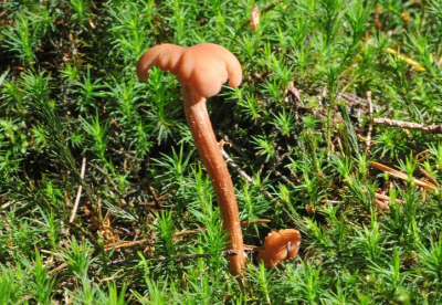 Op de heide in vochtige plukken haarmos stonden deze kleine paddenstoelen met hun vreemd gevormde hoeden. Iemand een idee welk soort het hier betreft?