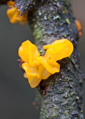 Grootste probleem bij het fotograferen was het ontbreken van contrast op de paddenstoel zelf en de omgeving, een donker bos. Heb allerlei instellingen met onder- en overbelichting uitgeprobeerd. Resultaat niet echt bevredigend. Tips om met dit soort omstandigheden om te gaan zijn van harte welkom.