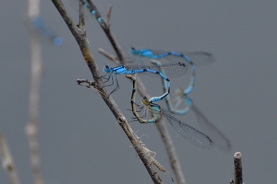 goede omstandigheden (lichte sluierbewolking, weinig wind, ca 17 uur), een menigte parende watersnuffels, daarin deze spottane choreografie