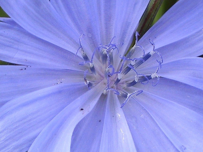 De kleur van deze bloem vind ik zo mooi dat ik er voor gekozen heb een close-up te plaatsen.
