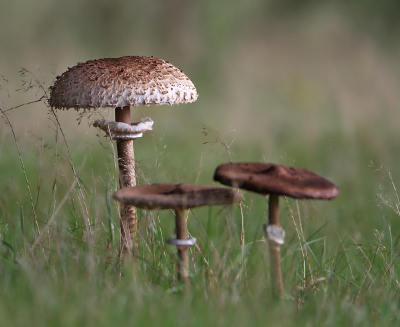 Een groepje Parrasolzwammen mooi in het zachte licht. Door de lichtval vond ik deze foto wel wat hebben.