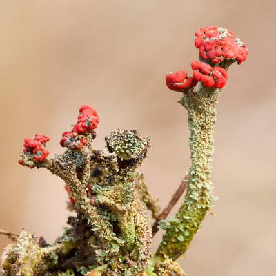 Een stukje mos losgemaakt en vrijgemaakt van de achtergrond (zand). Na de foto's gemaakt te hebben natuurlijk weer teruggezet.
