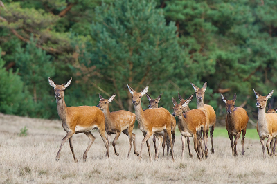 Op een gegeven moment kwam het hele roedel  recht op ons af lopen. Geprobeerd om dit op treffende wijze vast te leggen. Foto Dick.