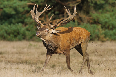 Dat het plaatshert zijn hindes liet gaan was van korte duur. Op een drafje werden ze allemaal weer terug het bos in gejaagd. Foto Dick.