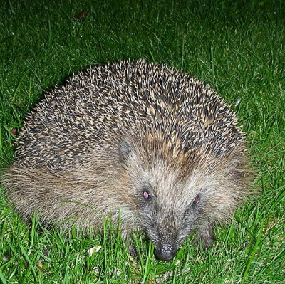 Tegen een uur of elf gingen wij nog een rondje lopen met de hond en zagen tot ons verbazing een gast in onze tuin.