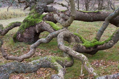 De a.w.l duinen blijven voor mij toch wel een gebied waar je fotografisch aan je trekken kan komen, een heerlijk gebied waar je doorheen kan zwerven en als je geluk heb soms op een hele mooie boom kan stuiten.