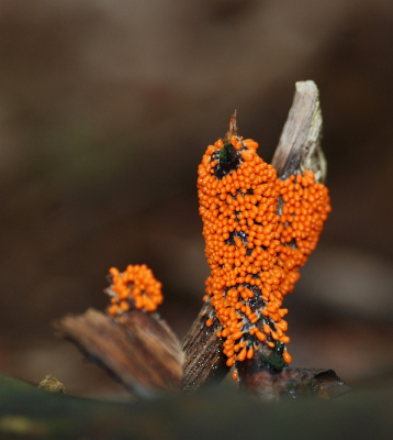 ik zat wat met de instellingen te rommelen en voor de zekerheid ook met de flitser genomen. Hierdoor bleek deze myxomyceet veel beter naar voren te komen.