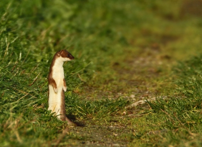 Mijn eerste opload op deze site. Dit hermelijntje leek niets van mij aan te trekken. Van grote afstand kwam hij op een landweggetje op mij aflopen. Hier richtte hij zich op om de omgeving af te speuren.