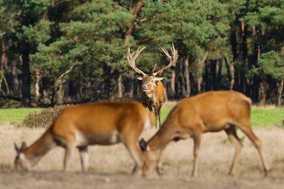 Eens een keer geprobeerd een andere foto te maken dan de geijkte platen die hier staan. Het juiste moment kunnen pakken toen de Hindes al voor ons stonden en het plaatshert uit de dekking kwam. Foto Dick.