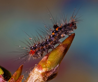 tijdens de spaarzame momenten van droogte kom je wel eens een rupsje tegen vol druppels altijd leuk om te fotograferen