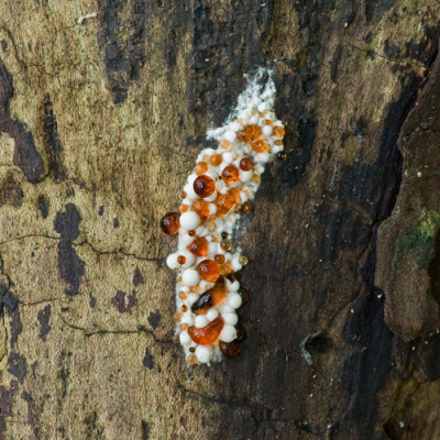 Via het forum van waarneming ben ik erachter gekomen wat dit voor vreemde rode, maar wel erg mooie druppels zijn: guttatie druppels. Het wordt op de mycologensite als volgt omschreven: Dit "zweten"van zwammen zie je vooral bij jonge houtzwammen. Het water dient als transportmiddel om voedingsstoffen uit de stam naar de paddenstoel te vervoeren.  Omdat de meeste houtzwammen houtig zijn (!) en dus uit veel droge stof bestaan, wordt het water na aflevering van de groeistoffen als overtollig uitgeperst. En vormt dus zo erg mooie druppels! Ik vond het wel interessant om te lezen en wilde het jullie niet onthouden bij deze foto... Gemaakt vanaf statief. Van raw naar jpeg, vierkant uitgesneden, verkleind (helaas erg veel om onder 200 kb te blijven, en naverscherpt.