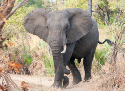 Afgelopen zomer was ik in het Niassa Park in Mozambique. Erg mooi en heel erg afgelegen. Tijdens onze drive kwamen we deze fant tegen. Het blijven prachtige beesten. Dit is mijn eerste foto op Nederpix. Ik hoop dat jullie hem mooi vinden.