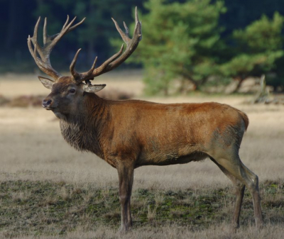 Mijn eerste workshop gevolgd en meteen een foto van een Edelhert gemaakt (yes!). Ingeschreven bij de  workshop "Edelhert bronst" omdat ik de dieren nog nooit in het echt gezien heb, laat staan gefotografeerd. Omstandigheden waren uitmuntend. Veel licht door aanwezige zon tot aan zonsondergang aan toe.