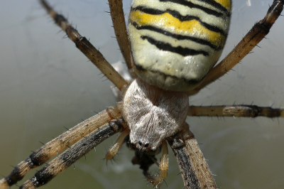 camera steunend op de grond, bovenveengrasland met veel van deze spinnen, ca 15 uur, onder achter de kop zit, zwart in het web, het restant van een eerdere maaltijd of zoiets (ze peuzelde er af en toe nog wat aan)