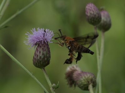 Heel raar insect met veel haar aan de achterpoten. Niet groot, lijf 2cm.